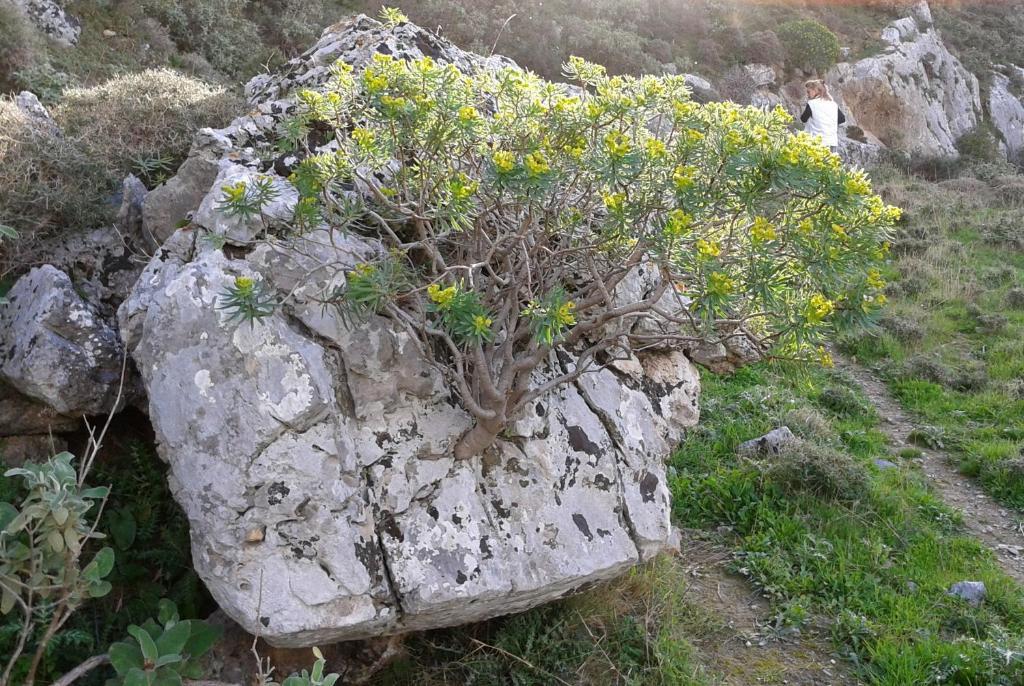 Flisvos Plakias